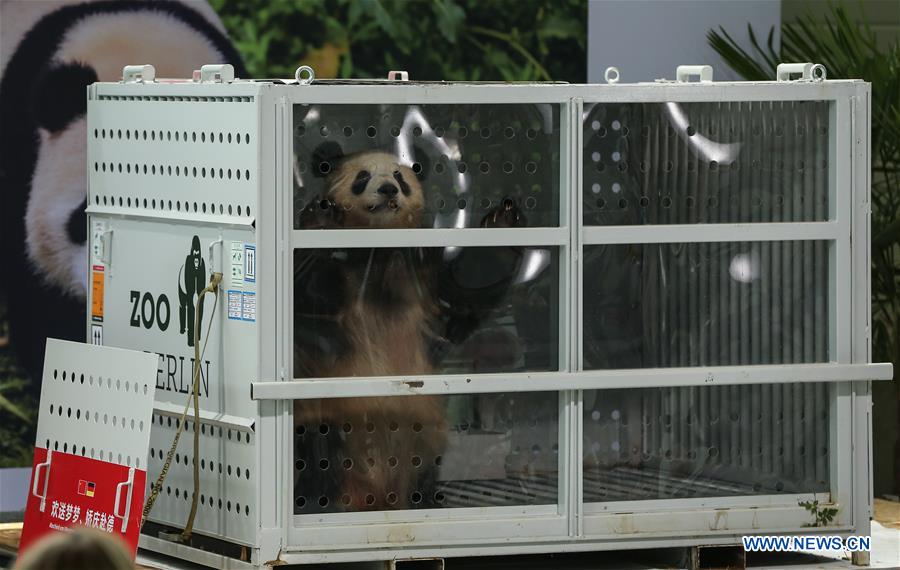 Two pandas arrive in Berlin from China
