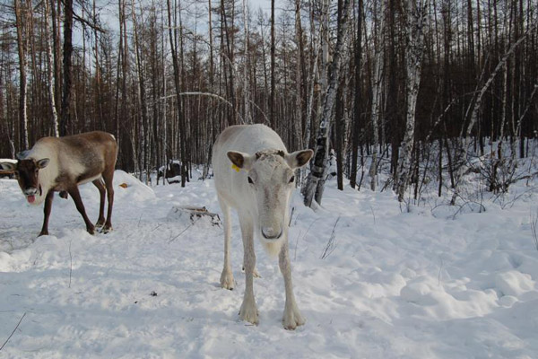 European reindeer introduced to Inner Mongolia