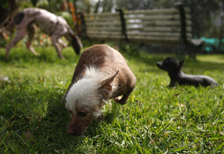 Peruvian hairless dogs