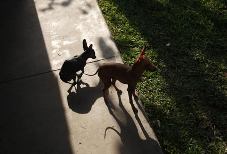 Peruvian hairless dogs