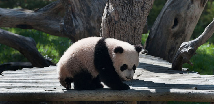 Trip fuels talk of new panda loan