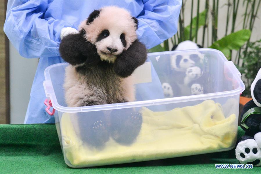 Giant panda cub meets visitors in Malaysia