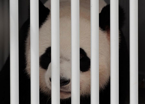 Pandas from China ready to meet public in Berlin's new home