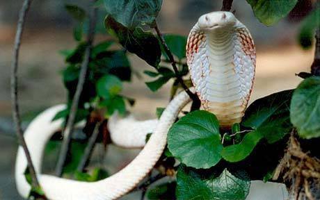 Rare and Deadly 5-Foot Albino Cobra Found Inside House: 'Genetic Mutation