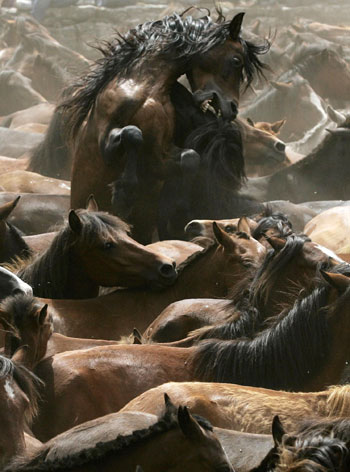 Horse wrestling festival in Spain