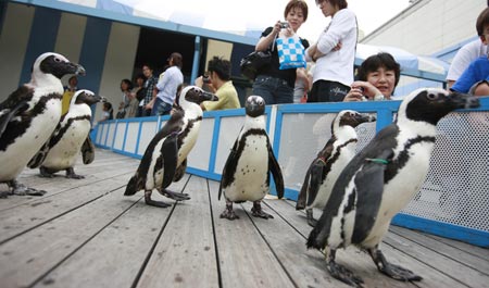 Penguin performance: a hot-summer enjoyment