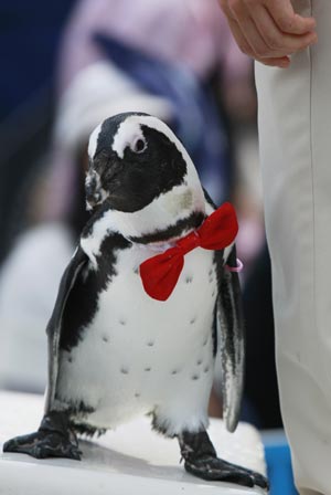 Penguin performance: a hot-summer enjoyment