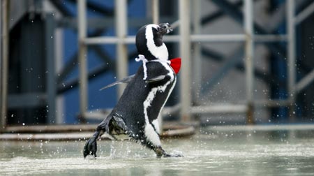 Penguin performance: a hot-summer enjoyment