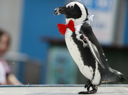 Penguin performance: a hot-summer enjoyment