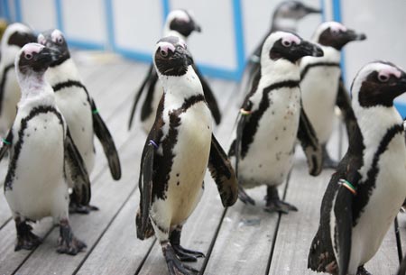 Penguin performance: a hot-summer enjoyment
