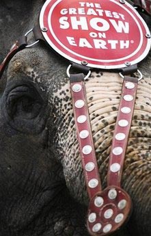 Elephants win eating contest against people