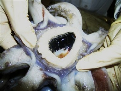 Jumbo squid invade San Diego shores, spook divers