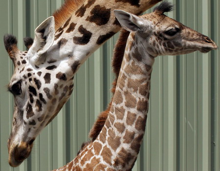 A newborn giraffe at the Franklin Park Zoo