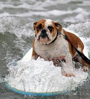 Brave surf dogs hit waves in California