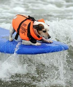 Brave surf dogs hit waves in California