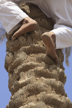 Climb for a date? Indeed in Riyadh