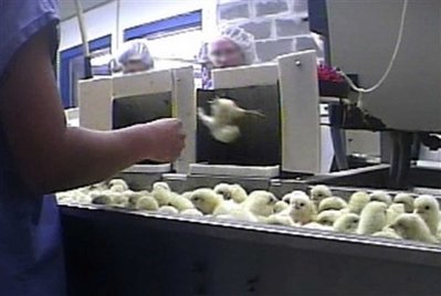 Video shows chicks ground up alive at egg hatchery