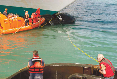 Dead whale found pinned to bow of luxury oceanliner