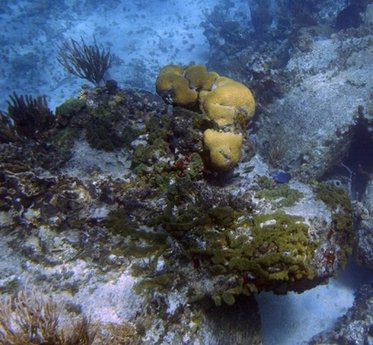 Sea sponge genes close to man
