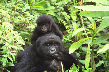 Dinder National Park