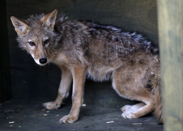 Stem cell scientist clones endangered coyotes