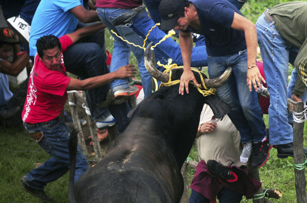 Bulls rampage through streets during Candlemas