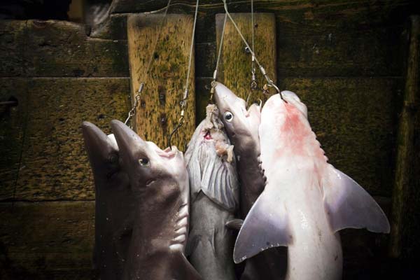 The business of shark fin soup in Canada