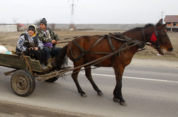 Horsemeat crisis sparks calls for DNA food tests