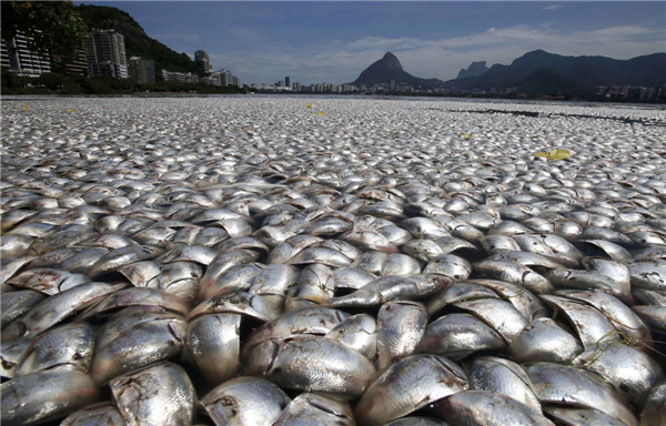 Dead fish wash up on shores of Brazilian lagoon