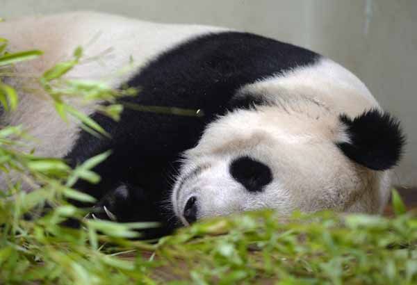 Edinburgh Zoo Says Giant Panda May Be Pregnant World Chinadaily Com Cn