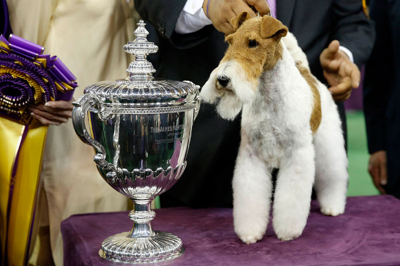 Wire fox terrier wins Westminster dog show