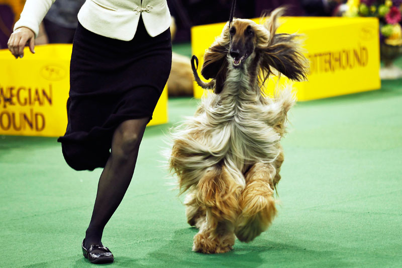Westminster dog show 2018 wire sales fox terrier