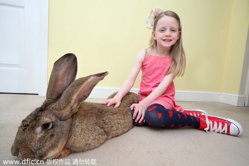 Biggest rabbit in the world