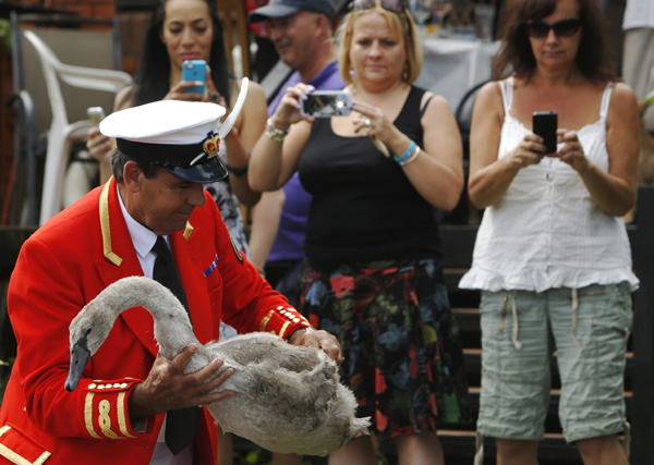 Swans meet their Royal match in annual English census