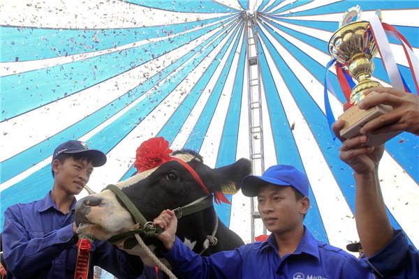 Miss Milk Cow beauty contest in Vietnam