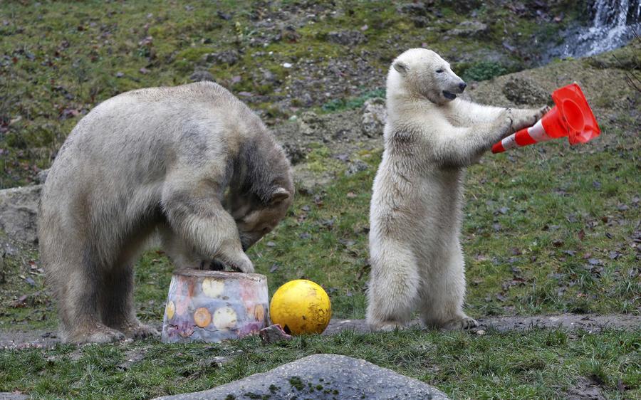 Polar bear twins claw out a birthday