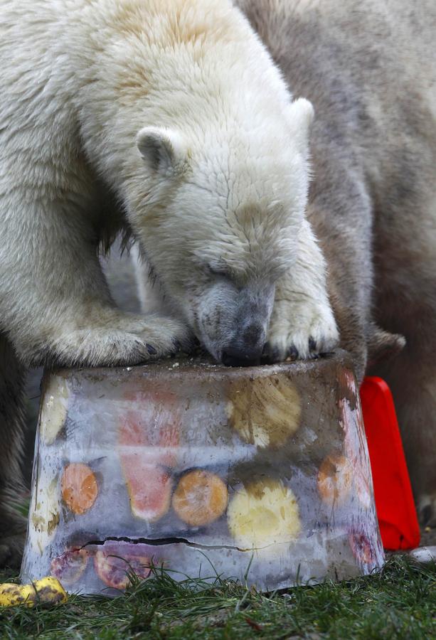 Polar bear twins claw out a birthday