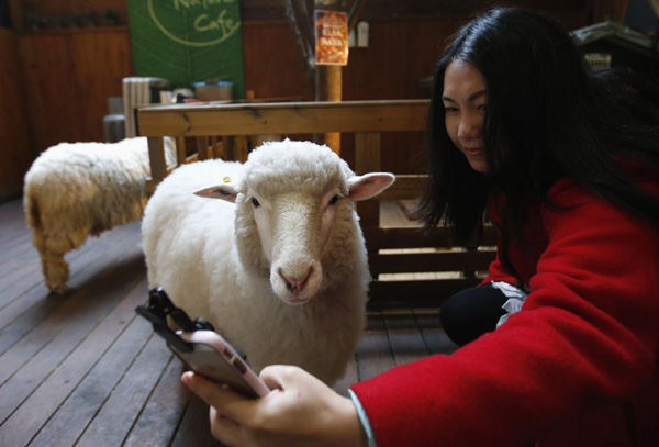 Enjoy the upcoming Year of the Sheep in a sheep cafe