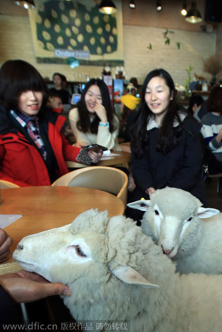 Enjoy the upcoming Year of the Sheep in a sheep cafe