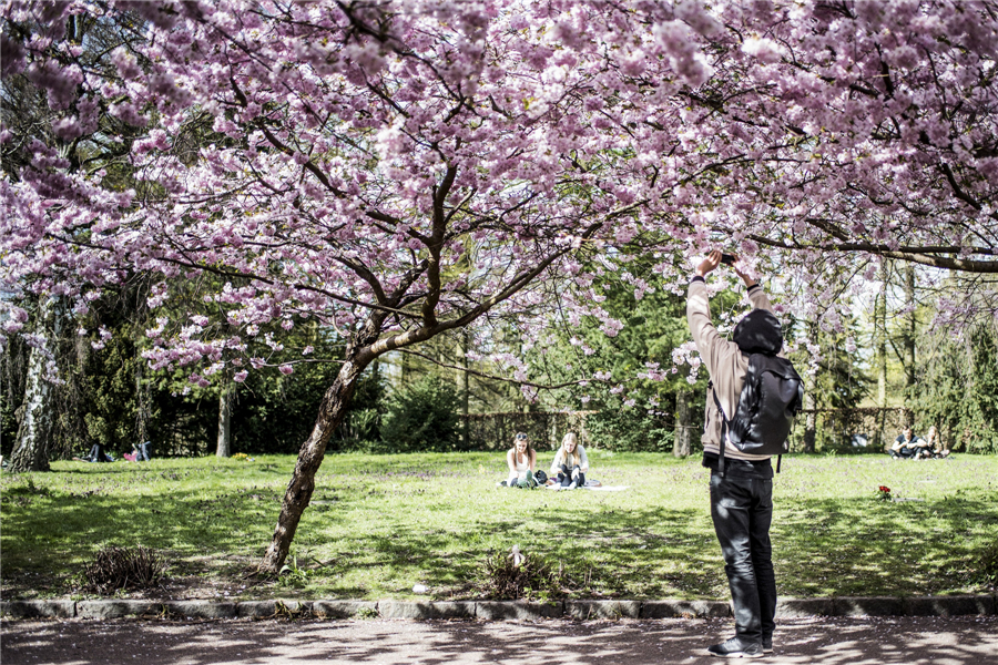 Cherry blossoms around the world