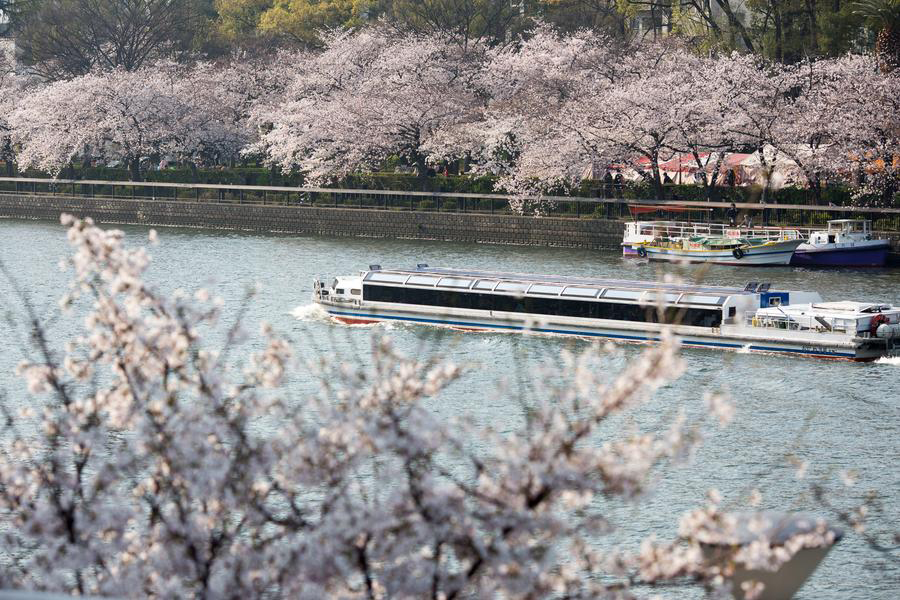 Cherry blossoms around the world