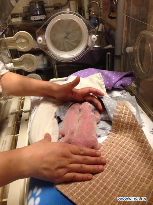 Giant panda gives birth to twin cubs at Toronto Zoo