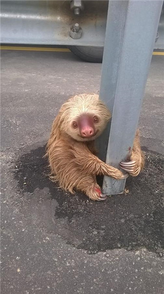 Police officer rescues frightened sloth at corner of busy highway