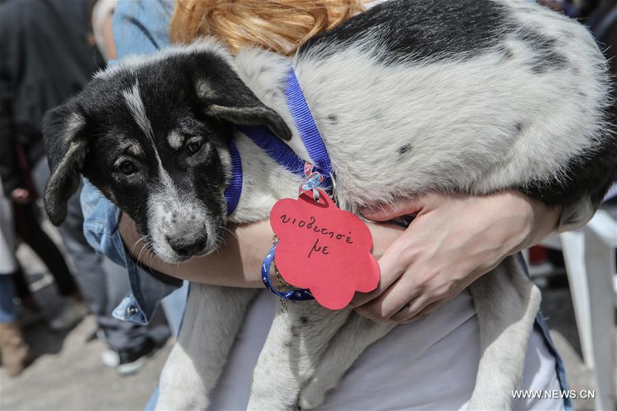 Stray dog adoption event held in Greece[1]