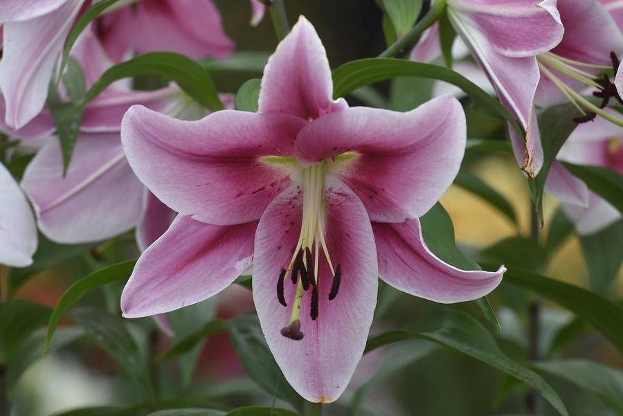 Blooming exhibits at London's Chelsea Flower Show