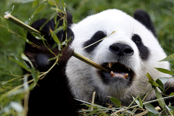 Rare giant panda born in Belgium
