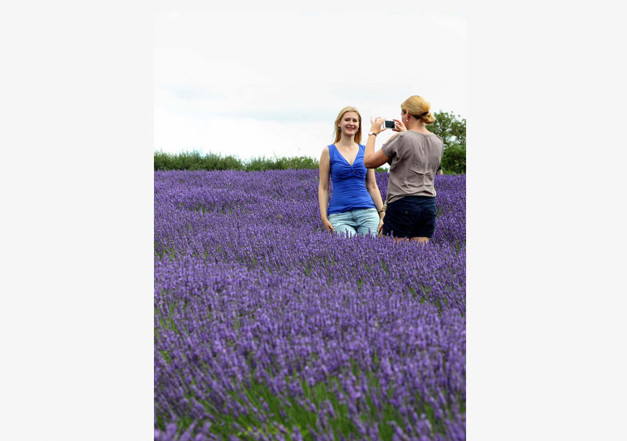 Lavender farm draws visitors on sunny weekend