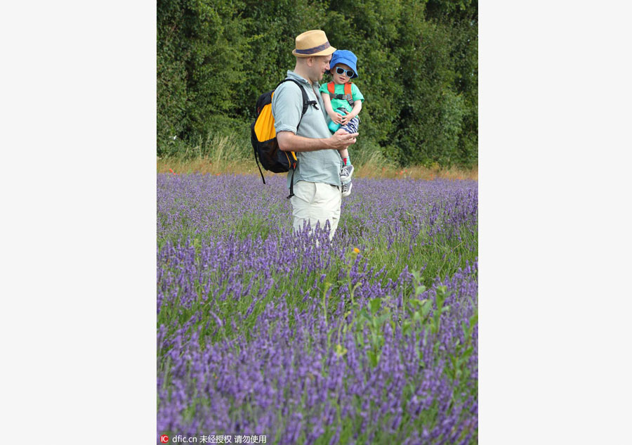 Lavender farm draws visitors on sunny weekend