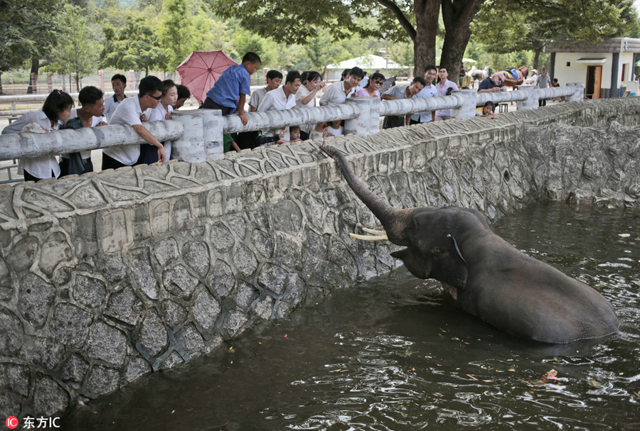 DPRK's renovated central zoo attracts thousands of visitors every day