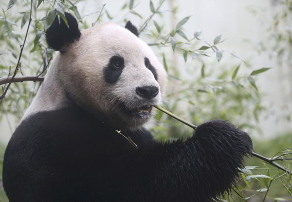Tian Tian the giant panda again fails to give birth at Edinburgh Zoo